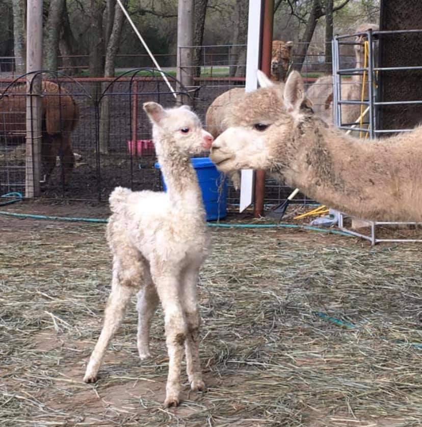 Alpaca Dryer Balls