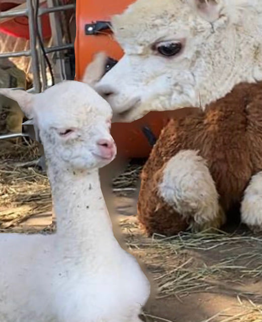 Alpaca Dryer Balls