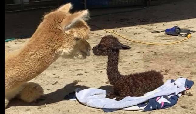 Alpaca Dryer Balls