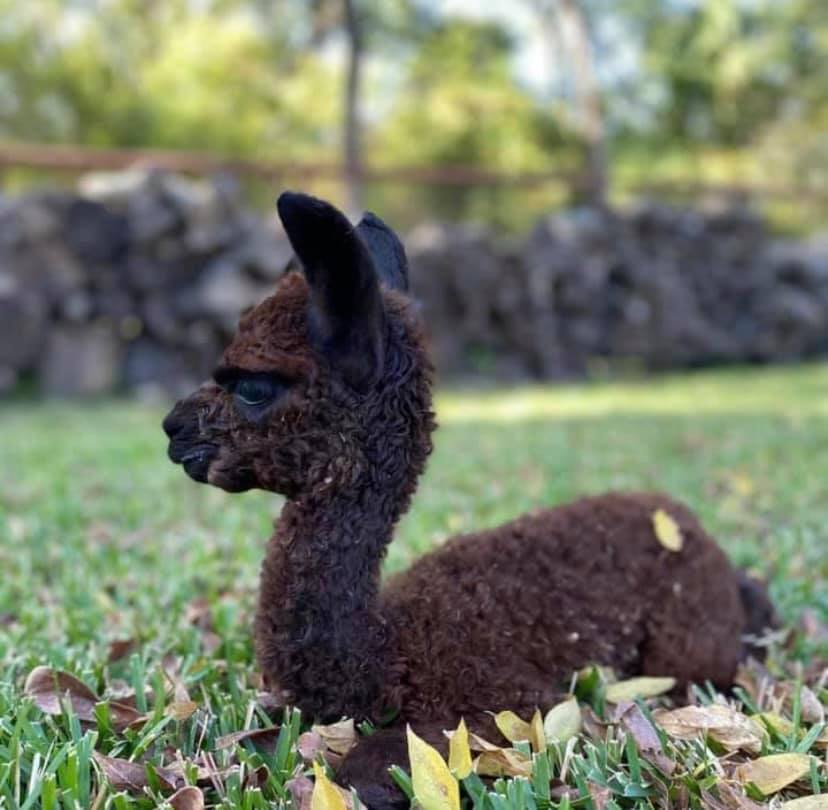 Alpaca Dryer Balls