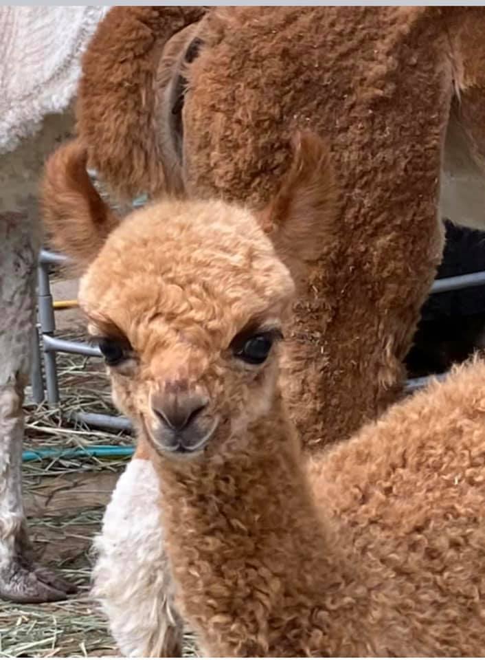 Alpaca Dryer Balls